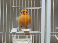 /album/norwich-2014/buff-cock-2013-jpg3/